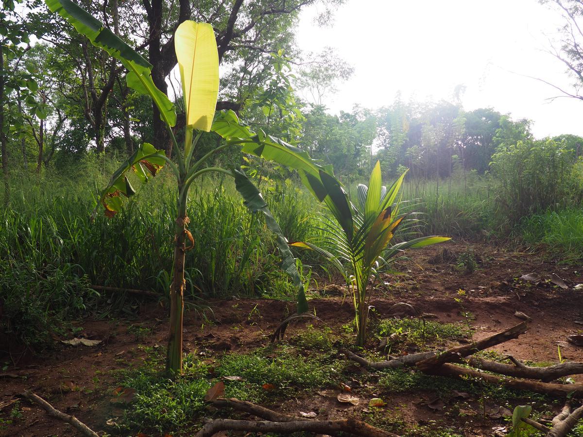 Thilina Homestay Sigiriya Esterno foto